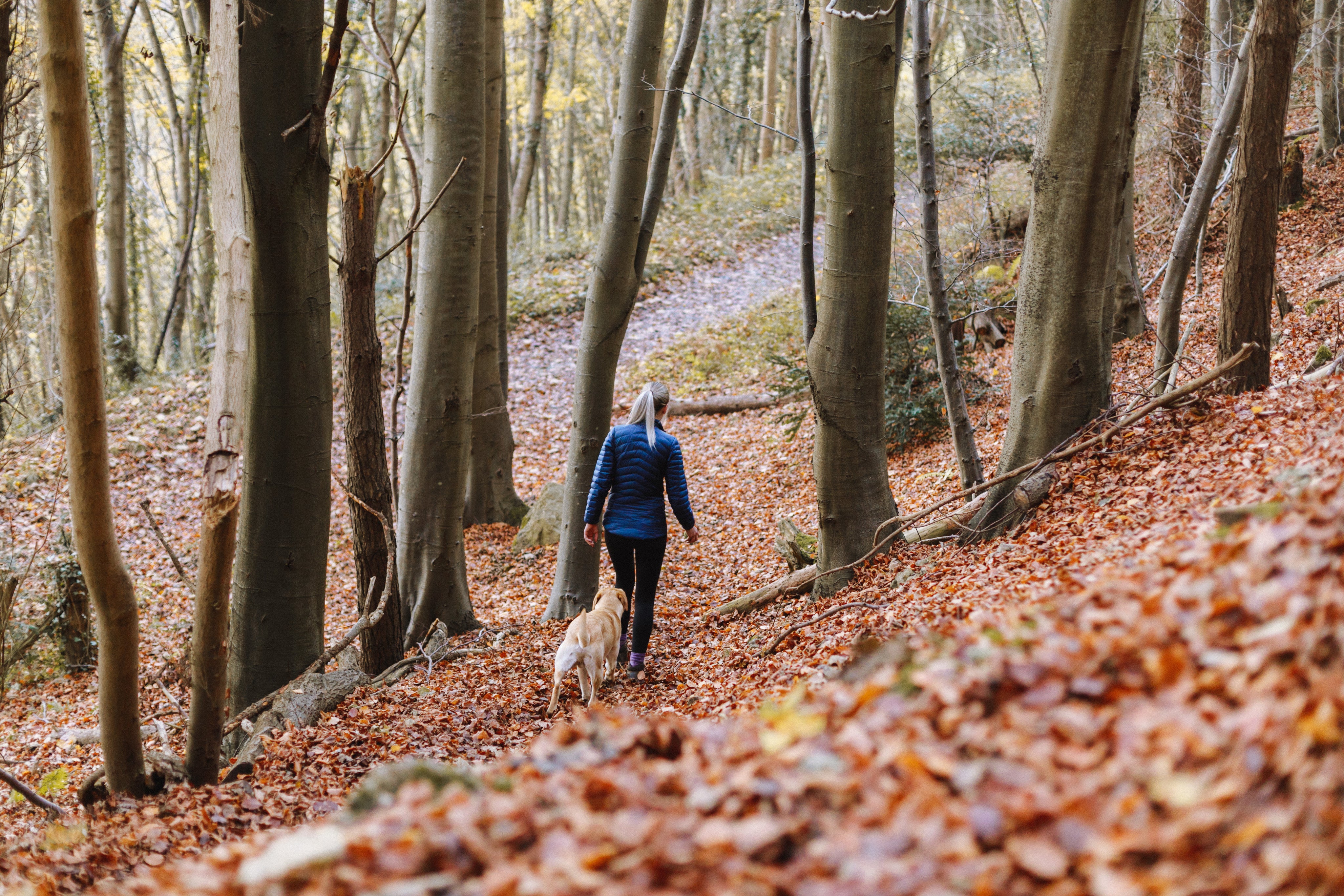 files/woman-hiking-with-dog-in-fall-leaves.jpg